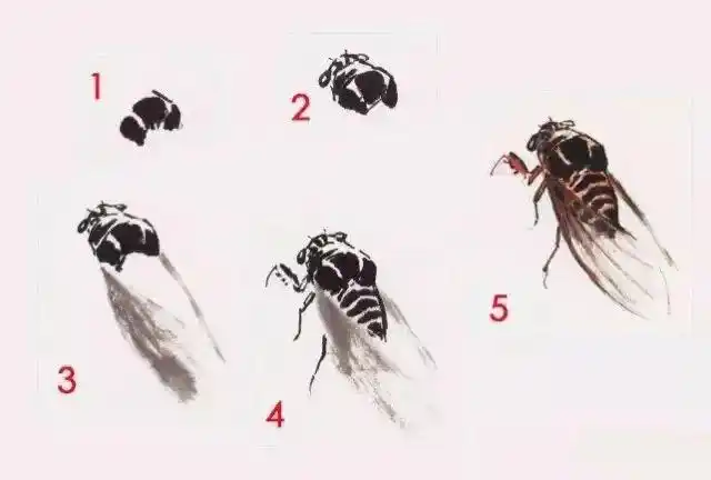 蝉鸣声中学画蝉