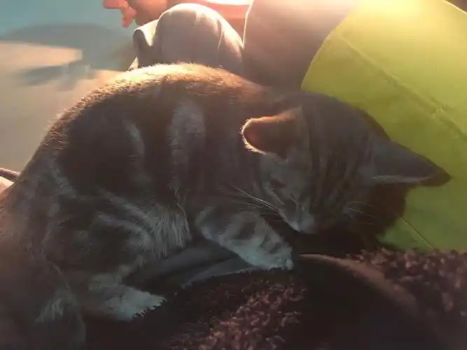 只有天气冷的时候才往我怀里钻