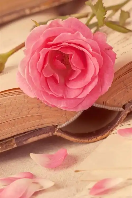 书,玫瑰,爱的心 iphone 壁纸