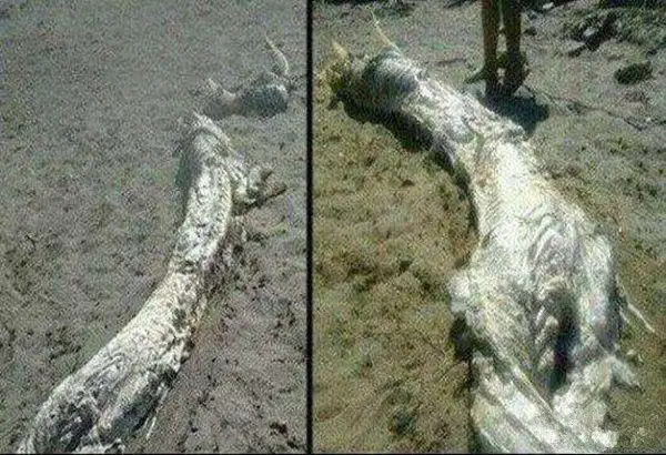 四大真龙现身事件, 网友拍到真龙照片,真的有龙存在吗?