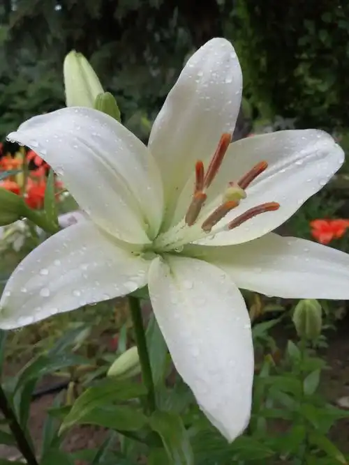 雨中百合,西湖夏韵