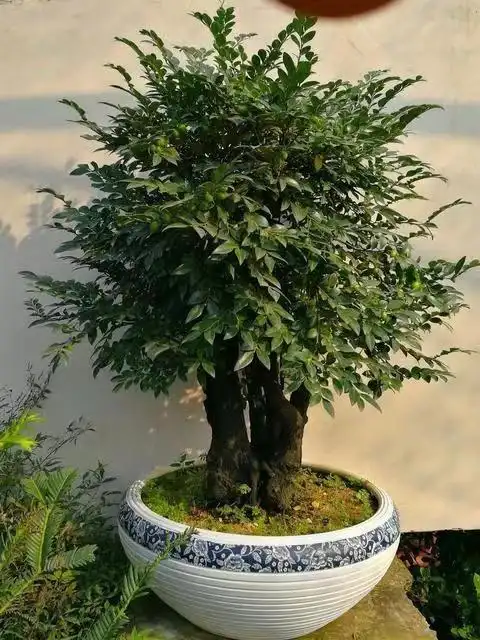 "小叶紫檀"养护,要注意这几点,生长旺盛,可驱虫杀菌,安神!