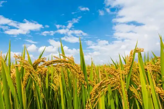 水稻成熟稻田图片