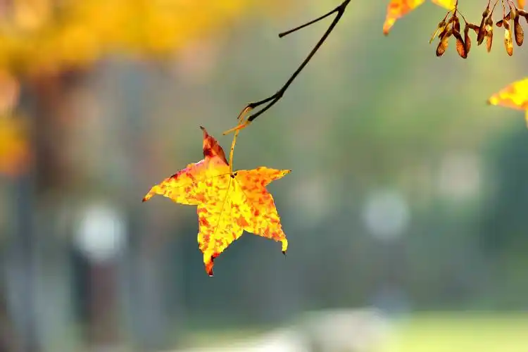 晚秋飘零的枫叶