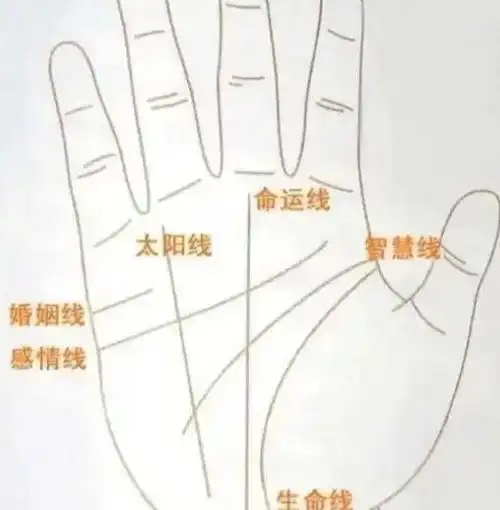 掌 相 机 理概 论掌相,是构成手相系统的主要部分.