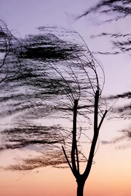 春季里落日夕阳下大风中飘舞的柳树柳叶