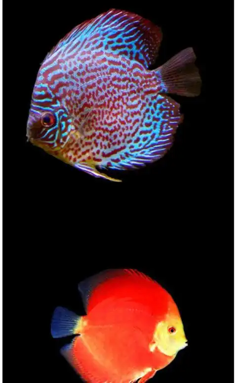 热带鱼观赏鱼淡水宠物鱼七彩神仙鱼财神爆点活体鱼中大型鱼神仙鱼优洒