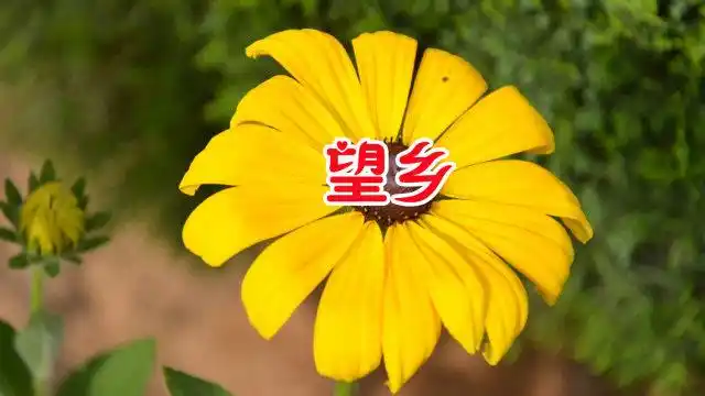 满文军一首经典老歌《望乡》韵味十足,让人百听不厌!