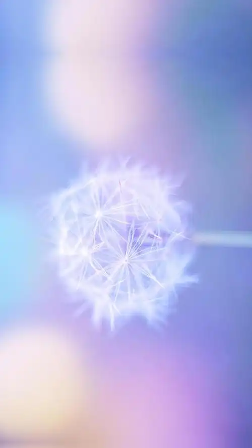 清新唯美梦幻的蒲公英