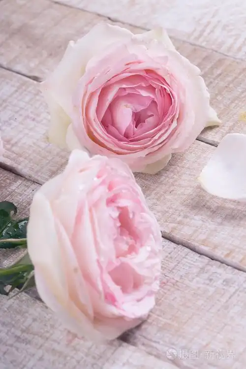 用粉色玫瑰的明信片