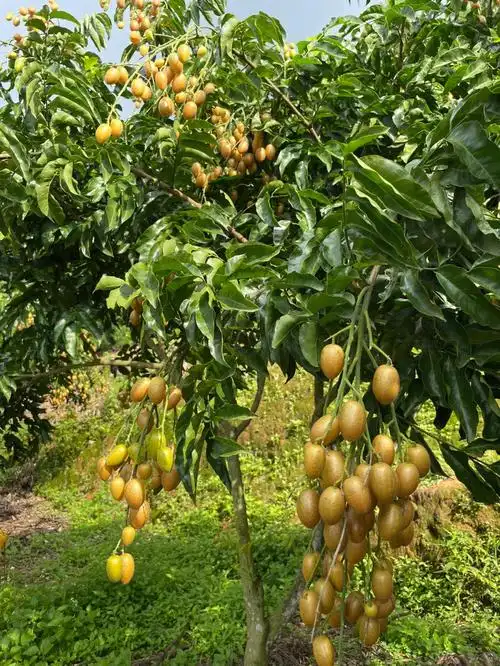 自家果园的黄皮果