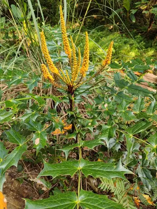 花叶奇特的阔叶十大功劳!