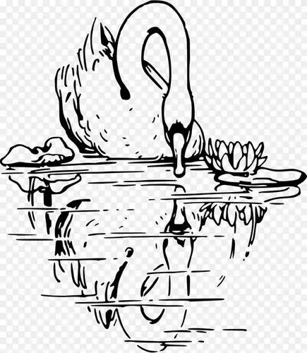 线条画黑白黑天鹅剪贴画-天鹅