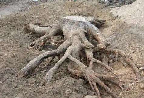 樟树根的功效与作用