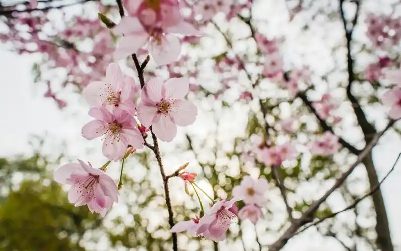 盛开的樱花风景图片桌面壁纸