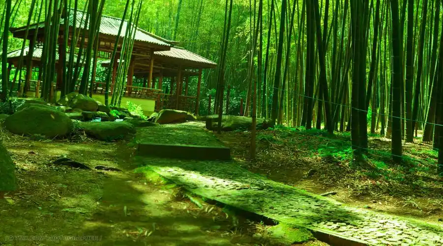 竹林仙境 植物 绿色 植物 户外 竹林 凉亭 阴凉 竹园 石子路 竹林仙境