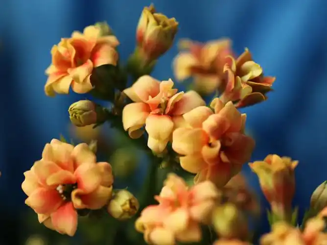 【长寿花开】:大吉大利,长命百岁,福寿吉庆!