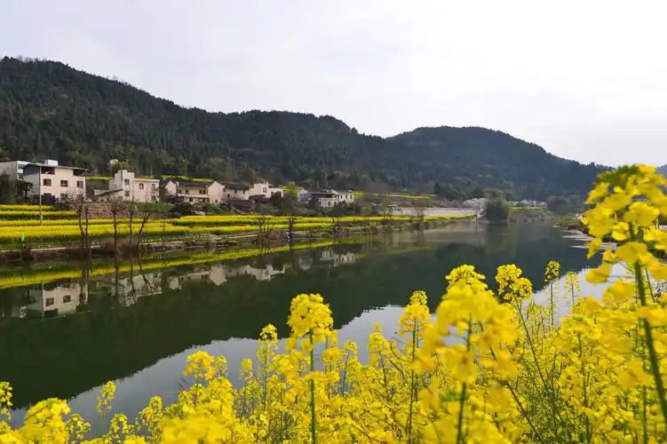 邓禹平故里 阿里山花香_风景_poco摄影