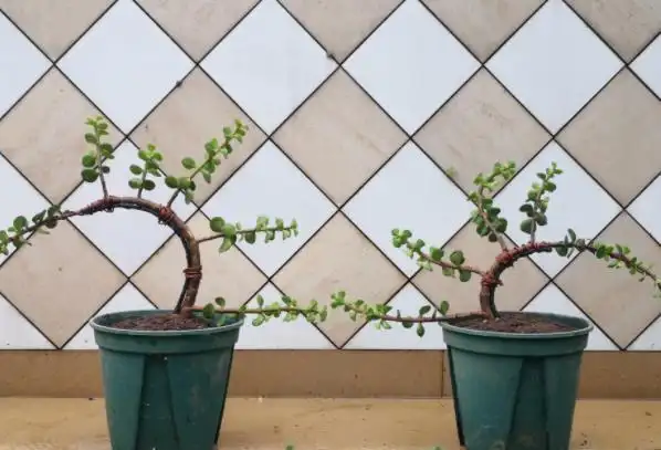 剪下来的金枝玉叶枝条,这样造型扦插,相信未来必出精品造型盆景