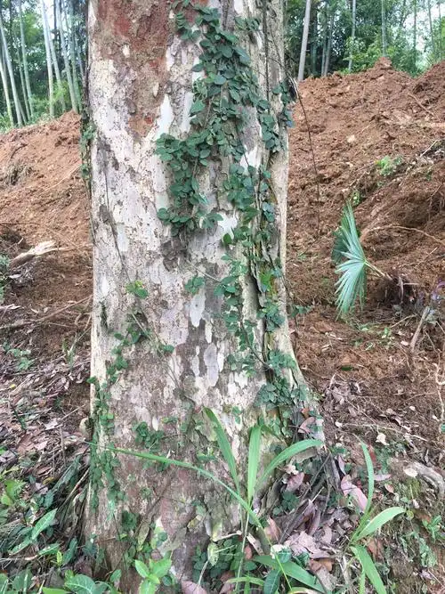 花皮樟树学名是什么树!请各位大神帮忙看看