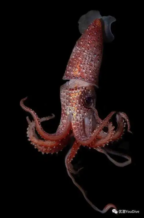 像钻石一样bling-bling的草莓鱿鱼,还长了一对儿大小眼?