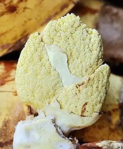 "鲫鱼籽"过去是穷人的救命菜,现在才知道是有多珍贵