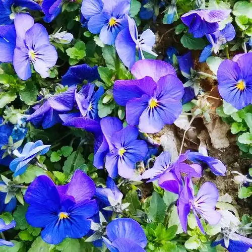 绿化带里栽培的五颜六色的小花,很好看,原来大名叫三色堇.