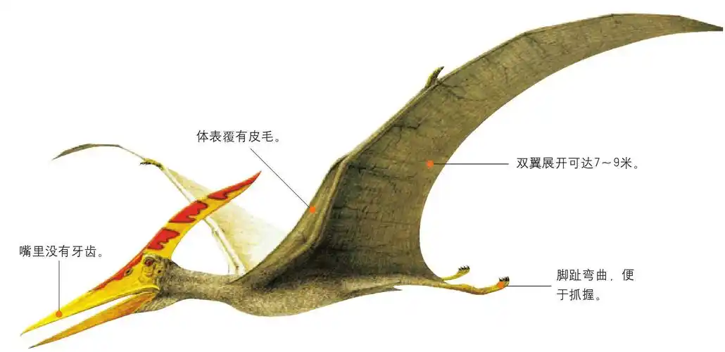 会飞的翼龙类群