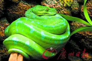 嘘 偶是有起床气的"熊孩子"