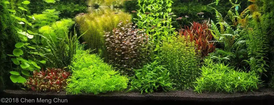本色水景-2018aga造景大赛:荷兰造景篇,水草缸造景培训学习水族鱼缸