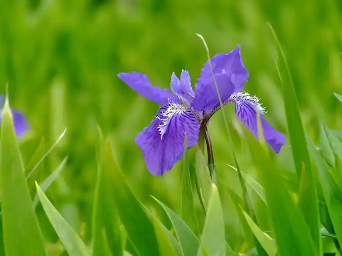 路边看到的,叶子很宽,开蓝色的花,图片如下