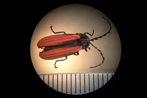 呈锯齿状,外翅红色具纵棱红胸黑翅萤,也与萤火虫是近亲,触角呈锯齿状