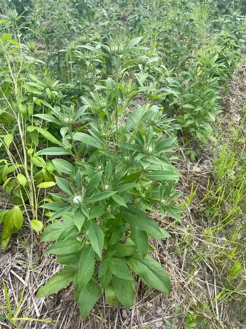 湖湘自然历丨林间采药去90白术白者多补术要念zhú