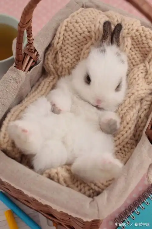 两只耳朵竖起来"朗朗上口的儿歌,可爱迷人的外表,使得小兔子成为孩子