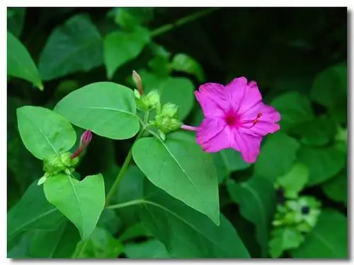 紫茉莉胭脂花的图片资料