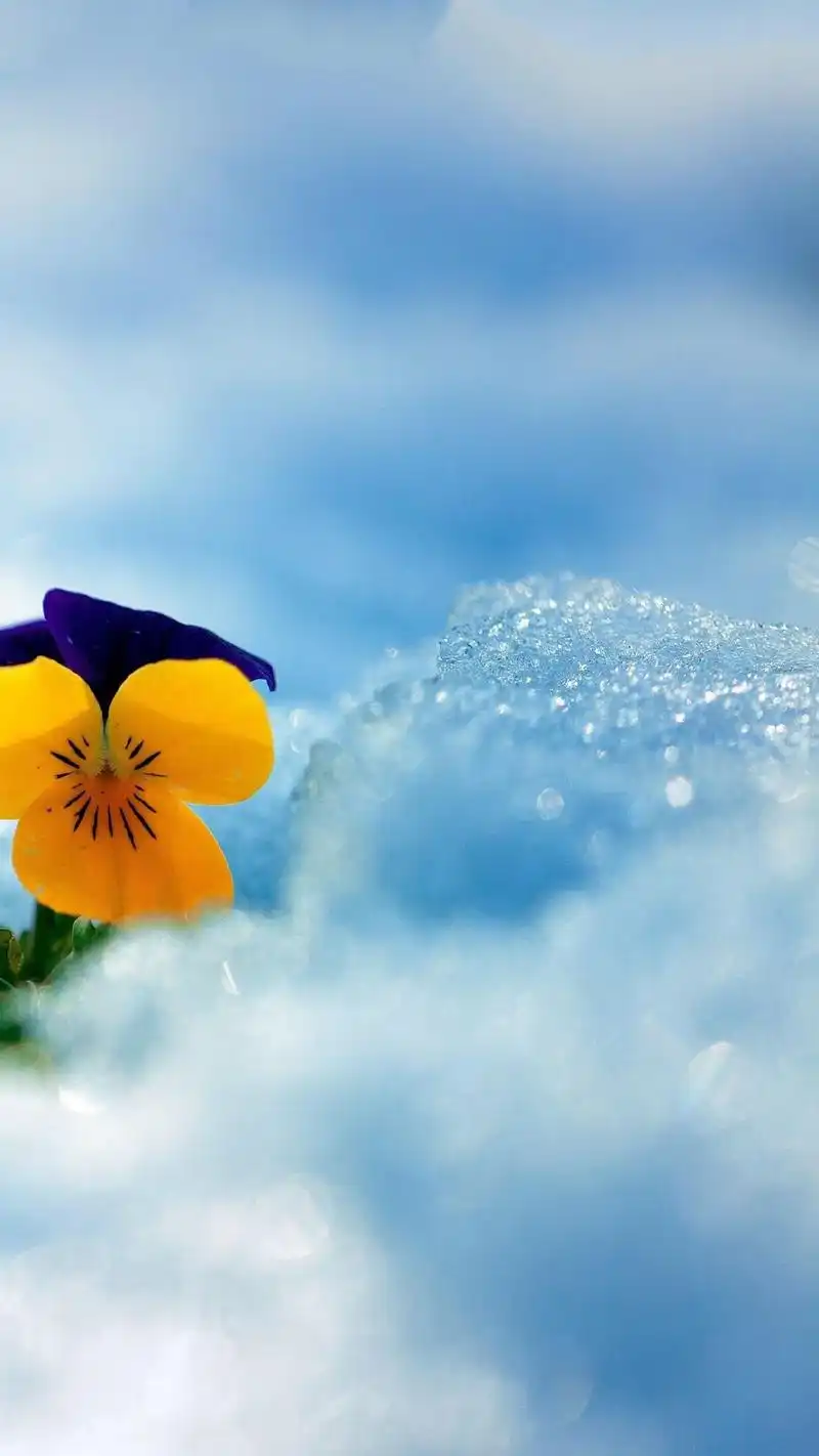 0聊天背景图片大全 也适合做护眼手机壁纸