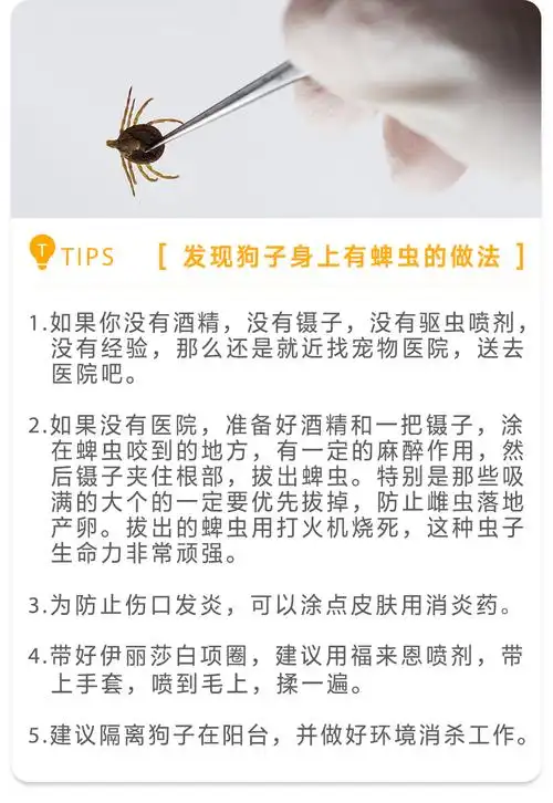 在葫芦身上发现的都是干瘪的蜱虫尸体,带去洗完澡,一只干净卫生的狗子