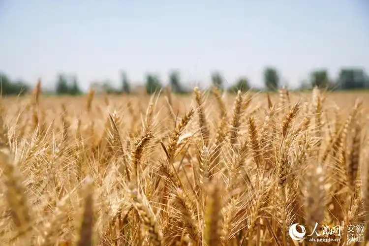 安徽亳州:小麦收割忙 丰收好景象