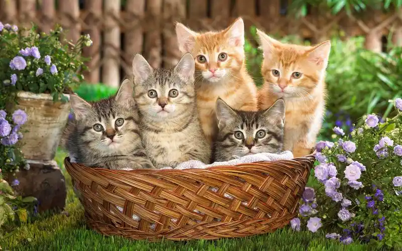 猫咪高清壁纸收藏aboutcats猫咪高清aboutcats