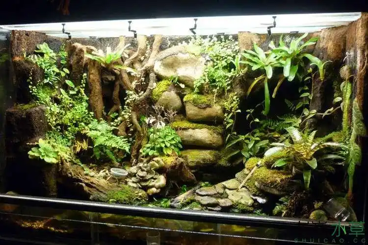 欣赏一下超大雨林缸的魅力