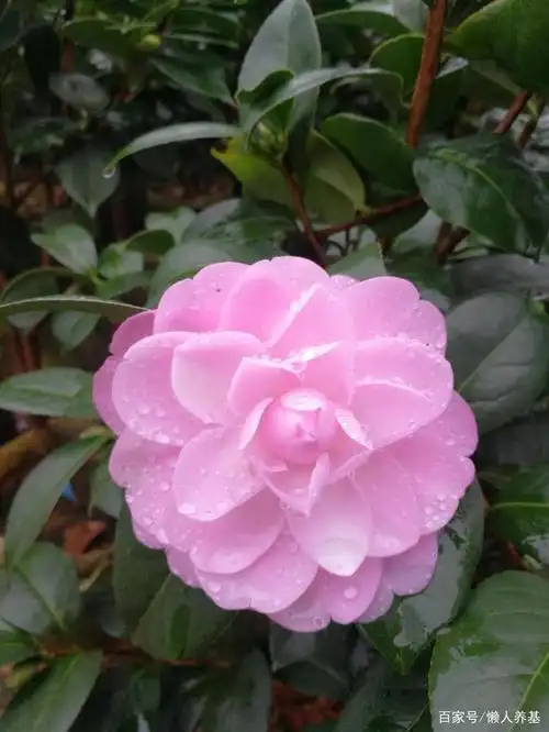 美丽的山茶花:乌马克