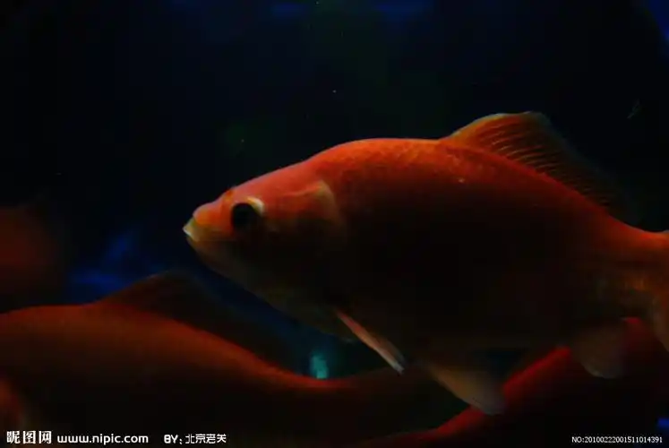 红鲤鱼