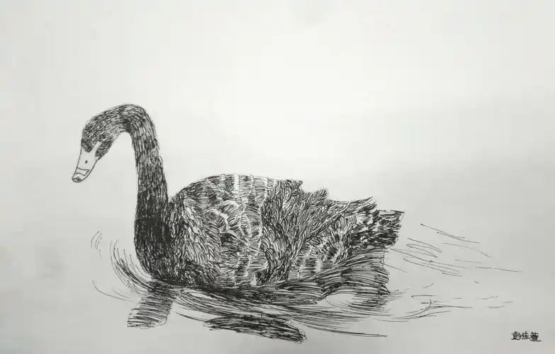 《黑天鹅写生》
