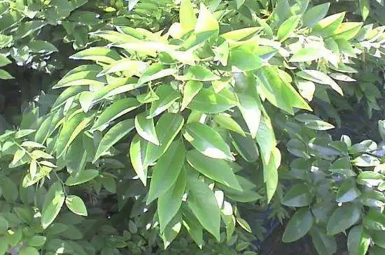 小紫檀怎么养才会叶子茂盛(盆栽植物小叶紫檀怎么养才茂盛)_植物知识