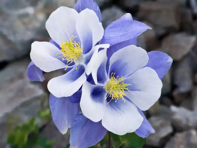 蓝色的花-鲜花摄影宽屏壁纸