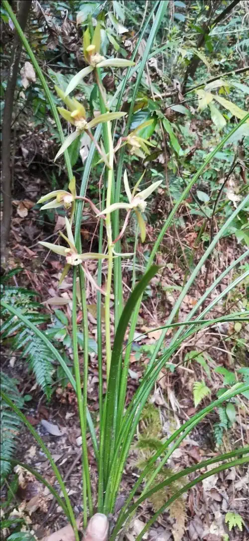 贵州大山里常见的几种兰花