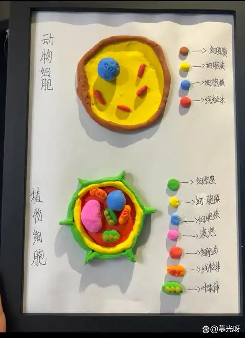 初一生物手工作业:动植物细胞模型