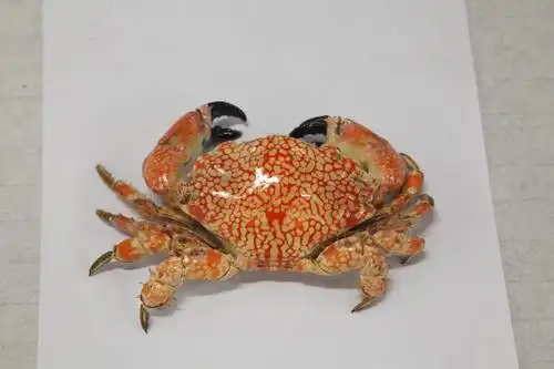 粤博的虾蟹市场来啦300余件化石标本揭开族群秘密