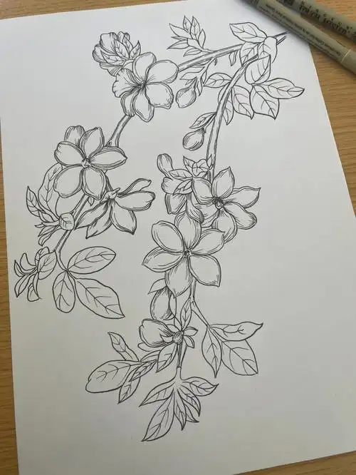 针管笔黑白线描迎春花