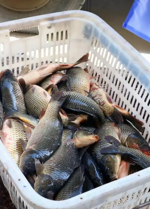 今日商家军军活鱼希望市场越做越火越做越强